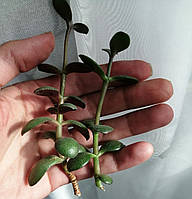 Крассула или Денежное дерево, или Толстянка (Crassula ovata), Один свежий срез 6 +-см