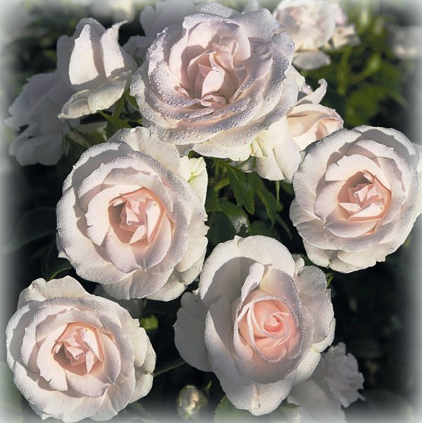 Троянда флорибунда Аспірин (Aspirin), фото 1