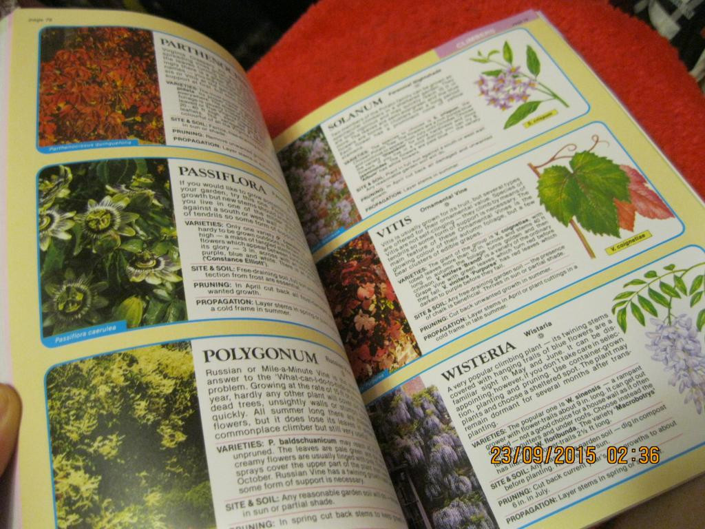 Книга английский язык ланшафт растения Dr.D.G.HESSAYON The Tree & Shrub Expert - фото 6 - id-p1626069355