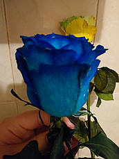 Фарба для квітів помаранчева PreFlower Color 1 кг, фото 3