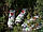 Шпаклівка для дерева Colowood Puukitti Бук — Tikkurila (банка 0,5 л), фото 6