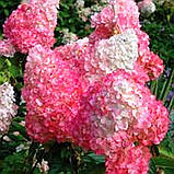 Гортензія метильчаста Сандей Фрайз 3 роки, фото 3