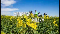 Фугіциди для озимого ріпаку