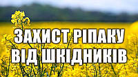 Чим боротися з шкідниками на посівах ріпаку