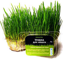 Трава для кішок - зелена підгодівля, 70 г