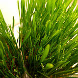 Трава для кішок - зелена підгодівля, 70 г, фото 3