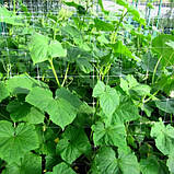 Сітка огіркова 1.7х100 м "Угорщина". Для підв'язування кучерявих рослин., фото 5