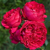 Саженцы роз «Ред Эден Роуз» (английськых пионовидных,парковых) ЗКС