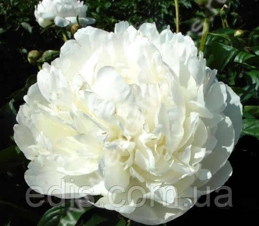 Півонія Snow Supreme (Сноу Супрім) кореневище