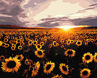 Картина по номерам Origamі Український пейзаж Поле соняшників LW 3175 40*50 pbn-p