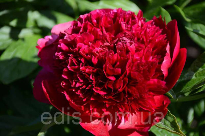 Півонія Red Charm (Ред Шарм) кореневище, фото 1