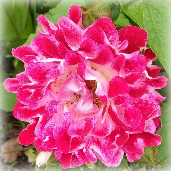 Троянда Спарклінг Раффлз (Sparkling Ruffles), флорибунда в контейнері