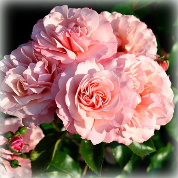 Троянда Ботічеллі (Botticelli), флорибунда в контейнері, фото 1