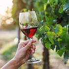 Вино «Вино кохання» (червоне напівсолодке, 10 л/шт.), фото 2