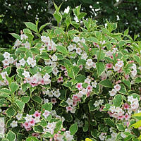Вейгела квітуча Нана варієгата саджанці в контейнеарах Weigela florida Nana Variegata
