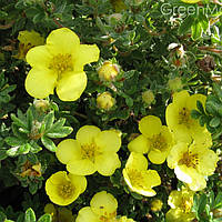 Лапчатка кустарниковая Саттерс голд, Potentilla fruticosa Sutters Gold