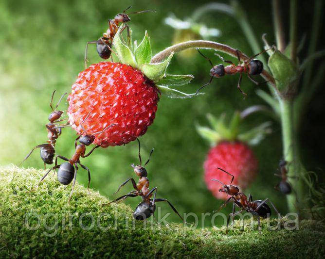 Инсектицидный порошок от муравьев Брос (Bros) 10 г - фото 2 - id-p1627850104