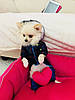 Комбінезон костюм для собаки Забава синій, фото 4