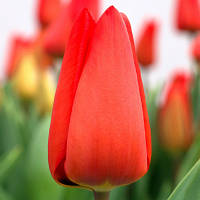 Цибулини тюльпанів гібрид Дарвіна Lalibela (DHT) 12/+ на вигін 500 шт