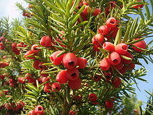 Тис ( Taxus )