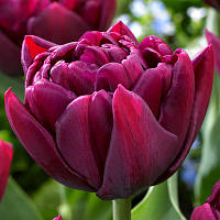 Цибулини тюльпанів махровий Alison Bradley (DET) 12/+ на вигін 500 шт