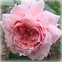 Роза чайно-гибридная Шоне Майд (Schone Maid)
