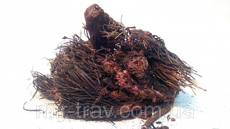 Червона щітка корінь (Родіола холодна, Родіола чотиричленна)