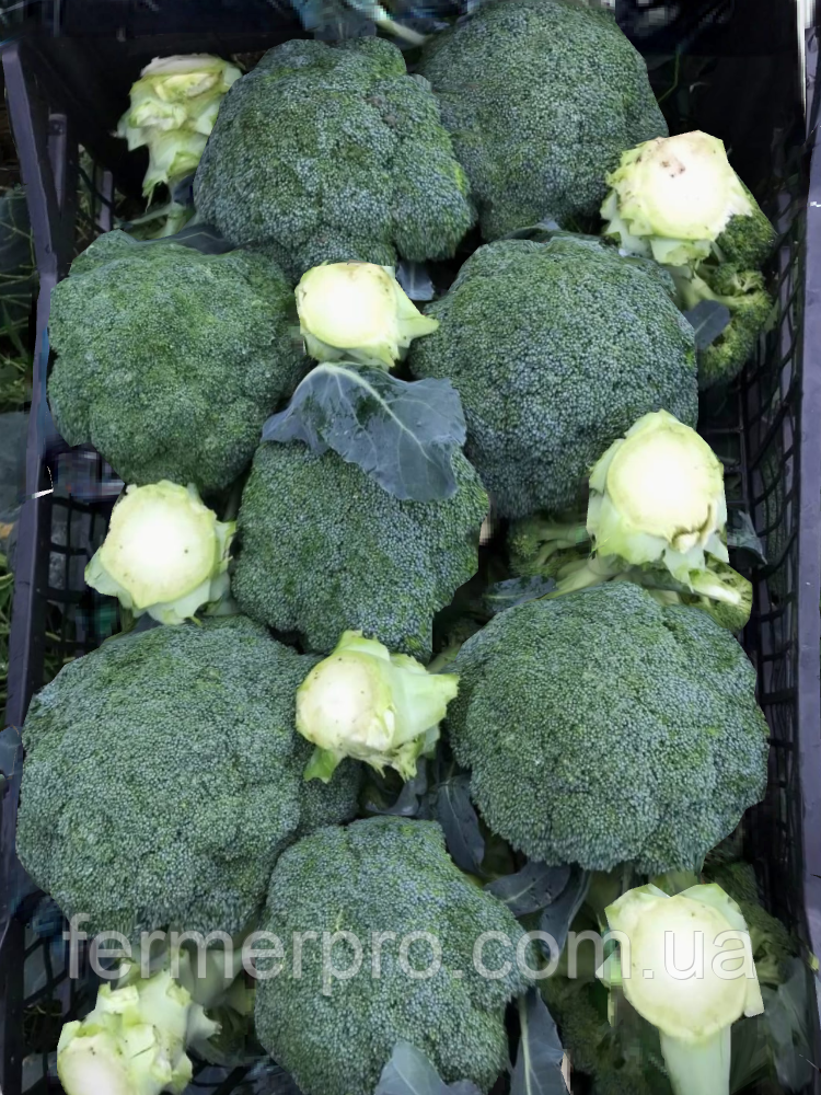 Насіння капусти броколі Нексос, 1000 насіння, Sakata, фото 1