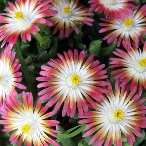 Делосперма "Jewel of Desert Ruby" Джевел оф Десерт Рубі (закритий корінь)