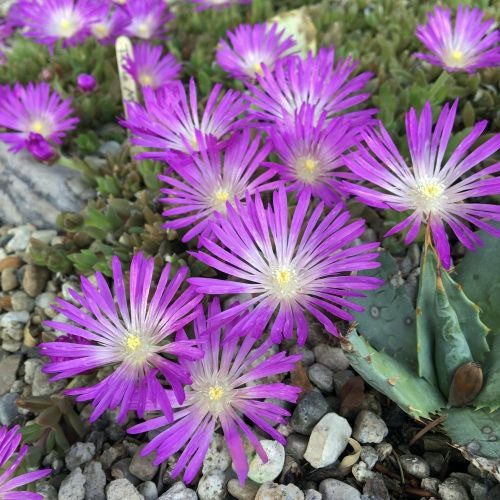 Делосперма "Sundella Lavender" Санделла Лавандер (закритий корінь)