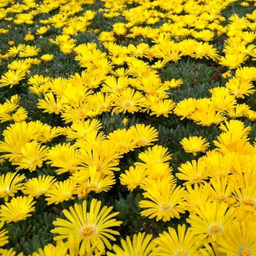 Делосперма "Yellow Ice Plant" Єллоу Айс Плант (закритий корінь)