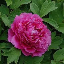 Півонія Full chojuraku деревоподібний темно-рожевий (саджанець) 3-річний