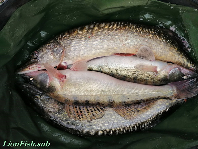 Складные Вёдра LionFish.sub для рыбалки, прикормки, охоты гермо сумка для трофеев
