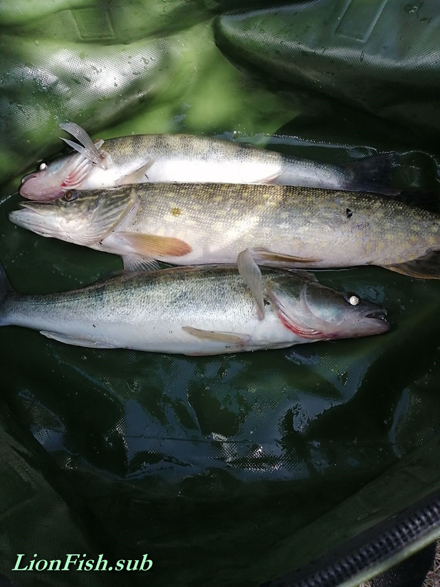 Складные Вёдра LionFish.sub для рыбалки, прикормки, охоты гермо сумка для трофеев