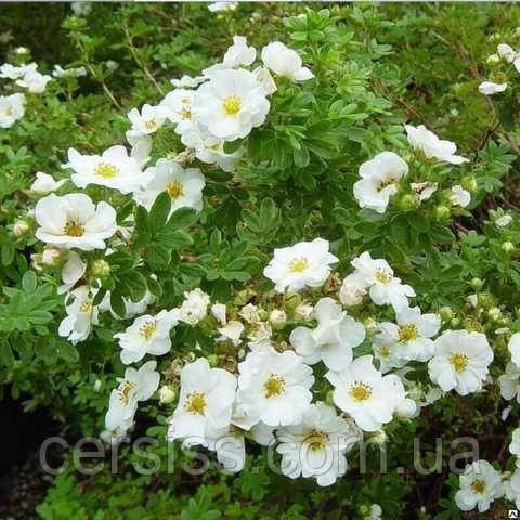 Лапчатка біла кущова Сноубьорд саджанці в контейнерах Potentilla Fruticosa Snowbird