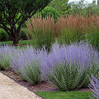 Перовскія лебедолистна Блю спайр, Perovskia atriplicifolia Blue Spire