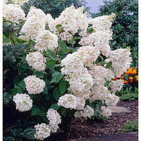 Гортензия древовидная Грандифлора, Hydrangea paniculata Grandiflora