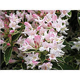 Вейгела рожева Сплендід двохрічні саджанці в контейнерах Weigela Florida Splendid, фото 4