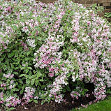 Вейгела рожева Сплендід двохрічні саджанці в контейнерах Weigela Florida Splendid, фото 3