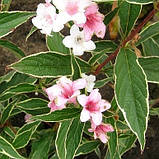 Вейгела рожева Сплендід двохрічні саджанці в контейнерах Weigela Florida Splendid, фото 2