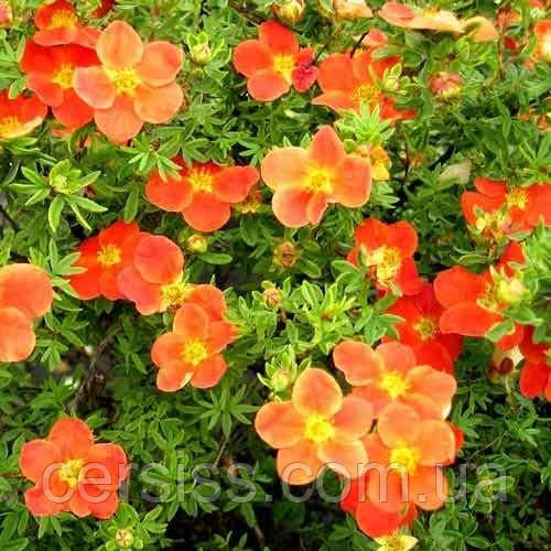 Лапчатка кущова Танжерін, Potentilla fruticosa Tangerine, фото 1