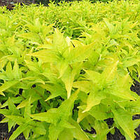 Дієрвіла Ханібі, Diervilla rivularis Honeybee