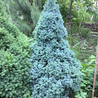 Ялина канадська сандерс блю, Picea glauca Sanders Blue