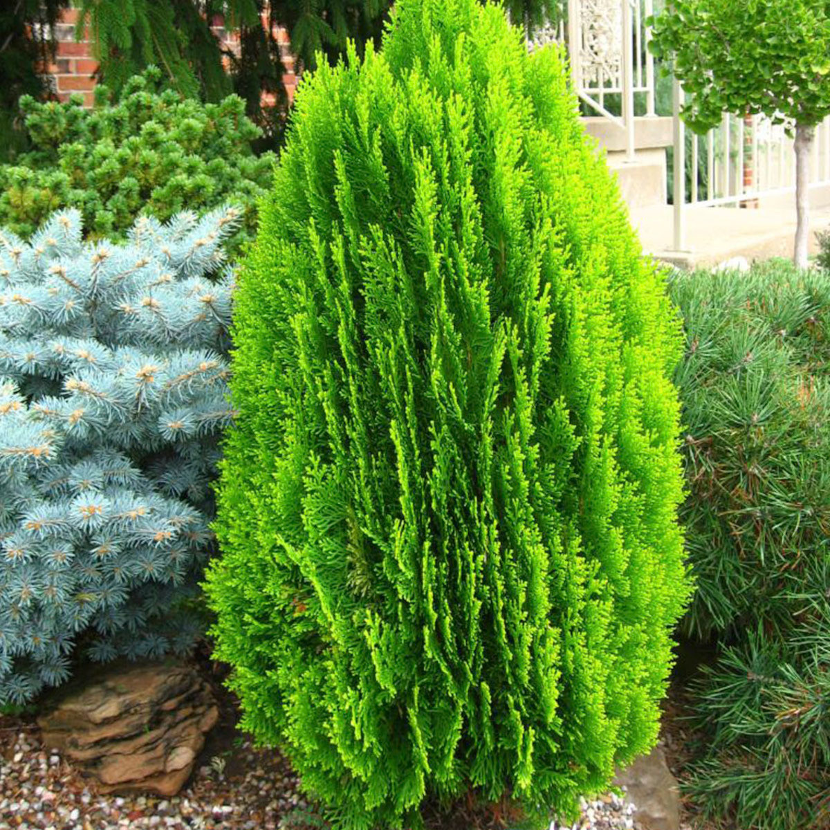Саджанці Туї складчастої Бібі (Thuja plicata Bibi) Р9