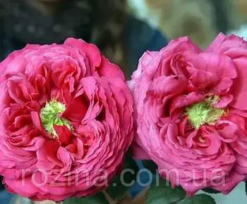 Троянда на штамбі "Принцесса Киши"