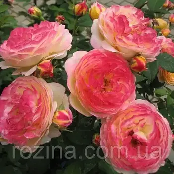 Троянда на штамбі "Розоман Жанон"