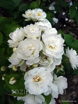 Троянда на штамбі "Вотерлоо"