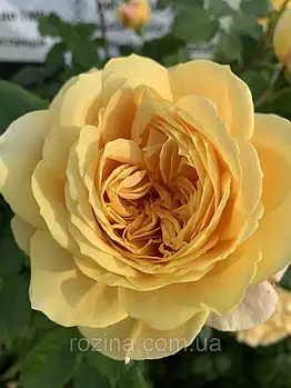 Троянда на штамбі "Голден зет"