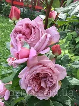 Троянда на штамбі "Французьке плаття"
