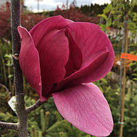 Магнолія гибридна Black Tulip (Висота 1.3 м)